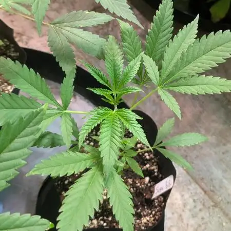 Sugar Black Rose