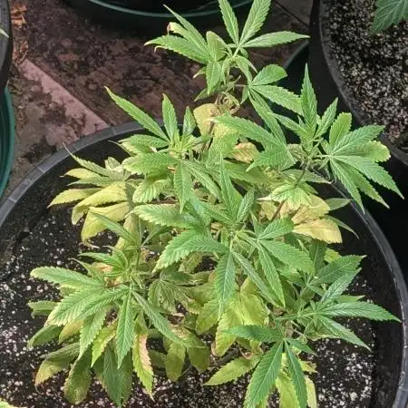 Red Mandarine