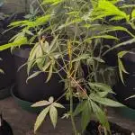 Hellfire OG