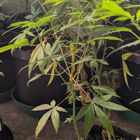Hellfire OG