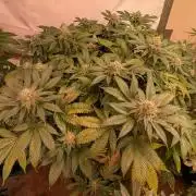 Fruity Pebbles