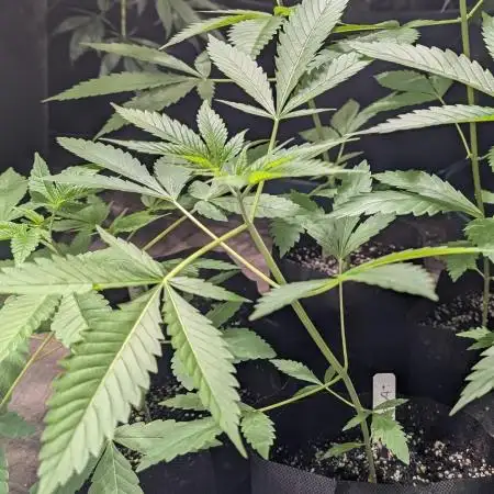 Grape Ape