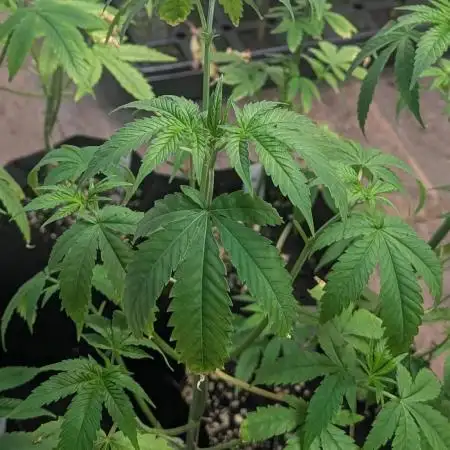 Strawberry Banana
