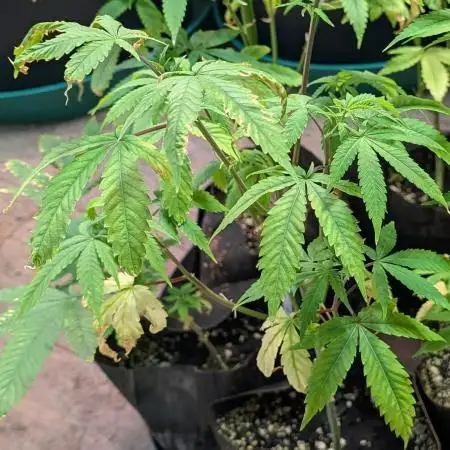 Strawberry Banana