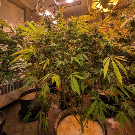 Sunset Sherbet