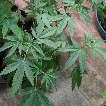 Gold Bar Kush