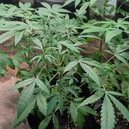 Grape Ape