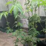 Gold Bar Kush