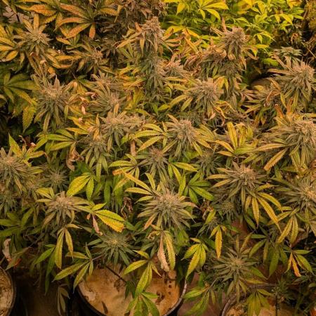 Sunset Sherbet