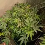Gold Bar Kush