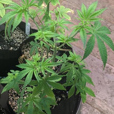 MAC Ganja
