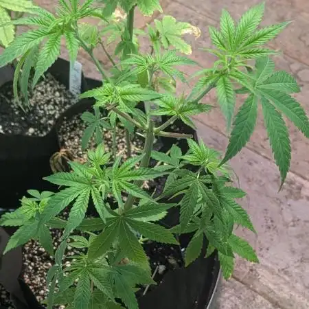 MAC Ganja
