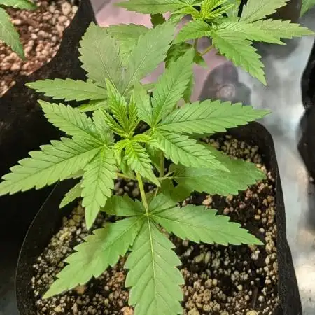 Hellfire OG