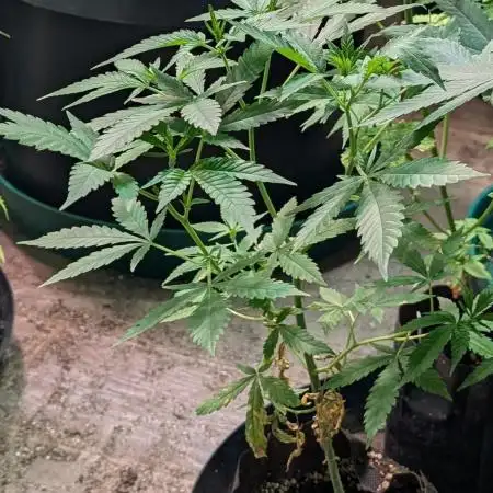 Sugar Black Rose
