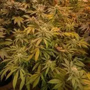 Sunset Sherbet