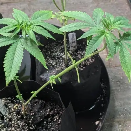 Hellfire OG