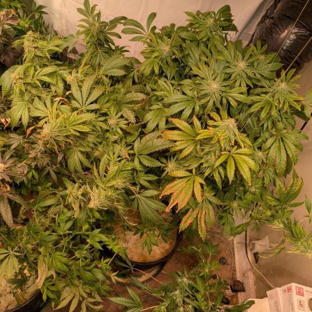 Forbidden Fruit