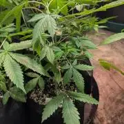 Aura Hash