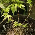 Killer Kush