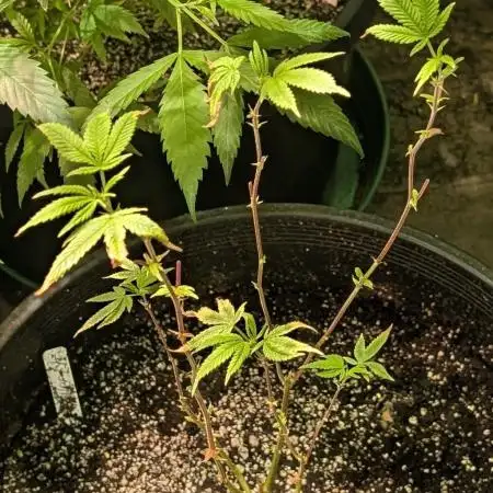 Killer Kush