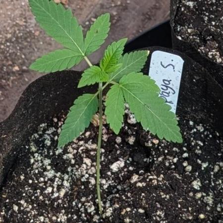 Papaya Stank