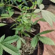 Aura Hash