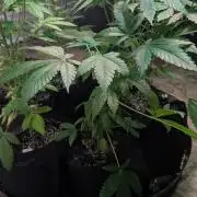 Amnesia Gas