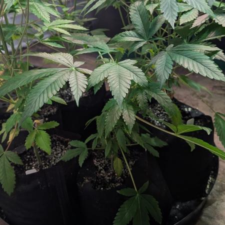 Amnesia Gas