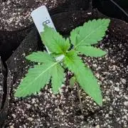 Sticky Broccoli