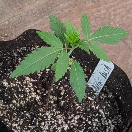 Aura Hash