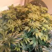 Forbidden Fruit