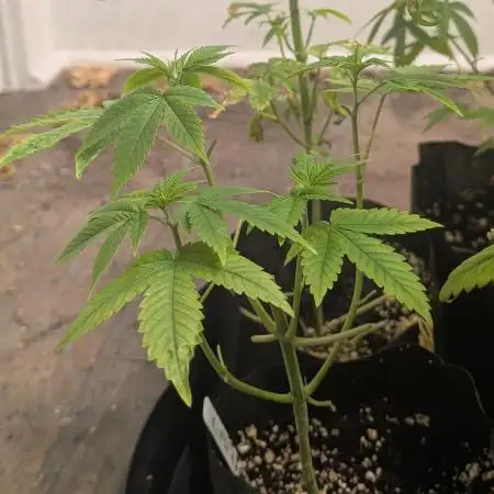 Killer Kush