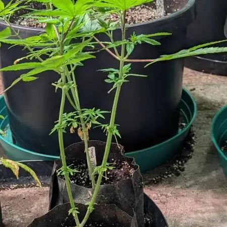 Hellfire OG