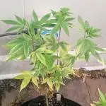 Killer Kush