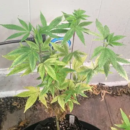 Killer Kush