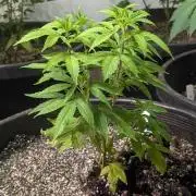 Amnesia Gas