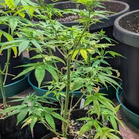 MAC Ganja