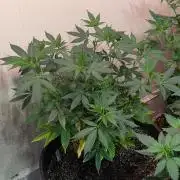 Aura Hash