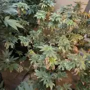 Pink Gelato