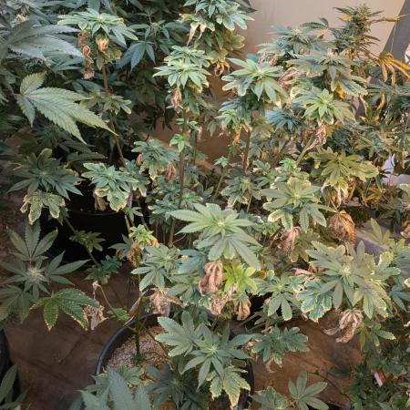 Pink Gelato