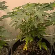Banana Fumes