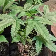 Amnesia Gas