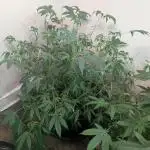 Gold Bar Kush