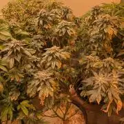 Pink Gelato