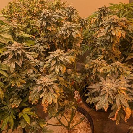 Pink Gelato