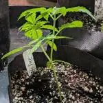 Hellfire OG