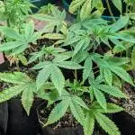 Killer Kush