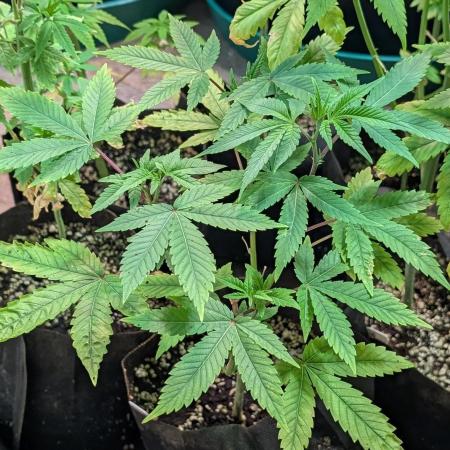 Killer Kush