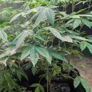 Aura Hash