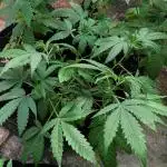 Gold Bar Kush